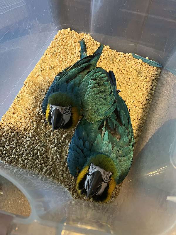 blue-gold-bird-for-sale-in-lake-worth-fl