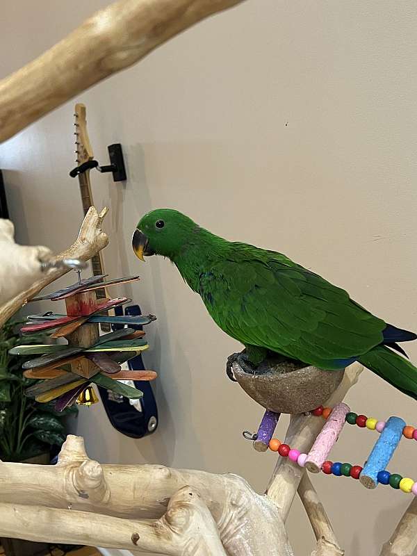 eclectus-parrots-for-sale-in-rochester-hills-mi