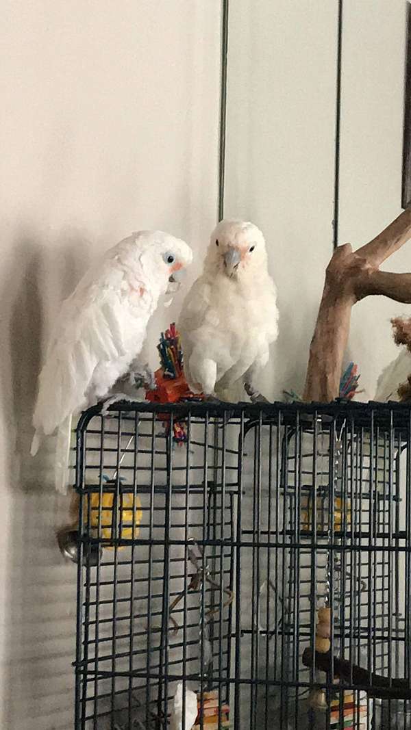 cockatoo-goffin-cockatoo-bird-eggs