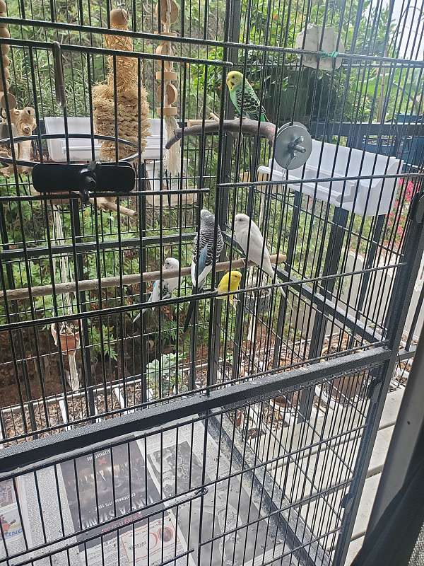 budgerigar-parakeet-for-sale-in-fullerton-ca
