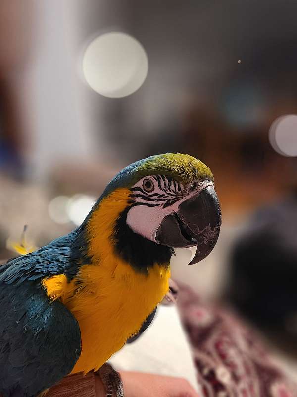 macaw-blue-gold-macaw-for-sale-in-kansas