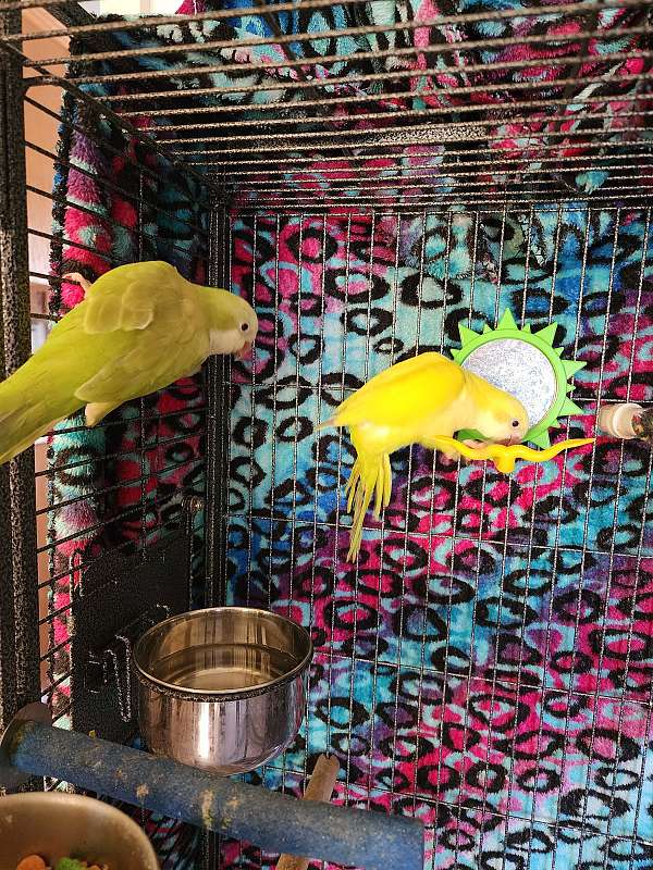 bird-parrot-adoption-in-piqua-oh