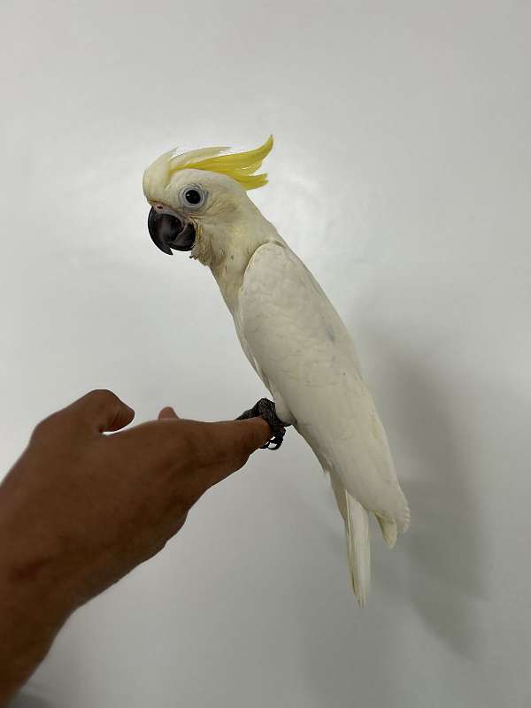 quiet-sulpher-crested-cockatoo-for-sale