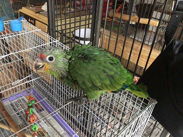 amazon-parrot-for-sale-in-riverside-ca