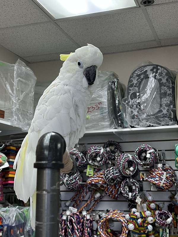 sulpher-crested-cockatoo-for-sale-in-norcross-ga