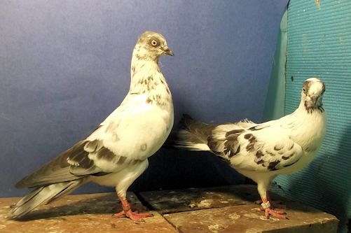 pigeon-for-sale