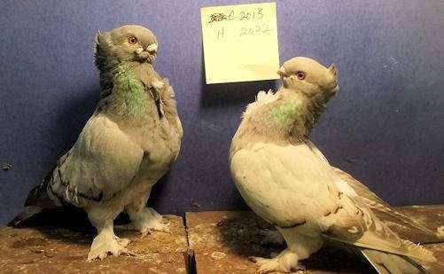 blue-silver-bird-for-sale-in-kinston-nc