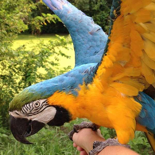 blue-gold-macaw-for-sale-in-missouri