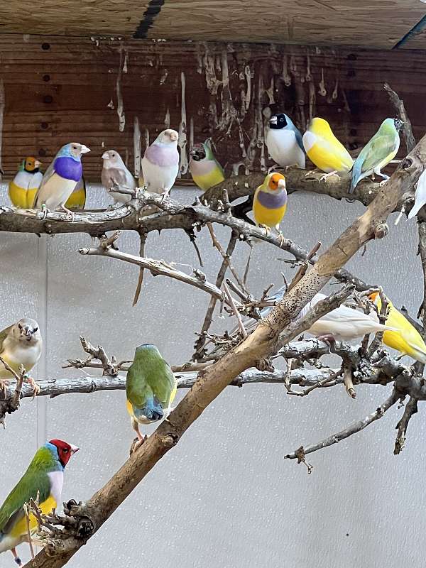 adult-lady-gouldian-finch-for-sale