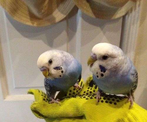 budgerigar-parakeet-for-sale