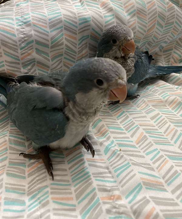 quaker-parrots-for-sale-in-payette-id