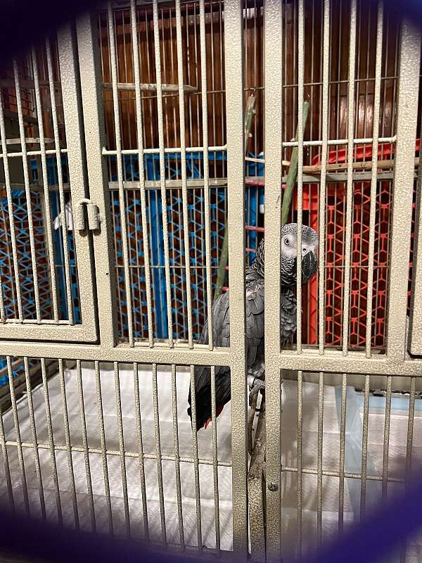 african-grey-parrot-for-sale-in-new-hampshire