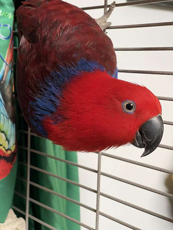 eclectus-parrots-for-sale-in-new-hampshire