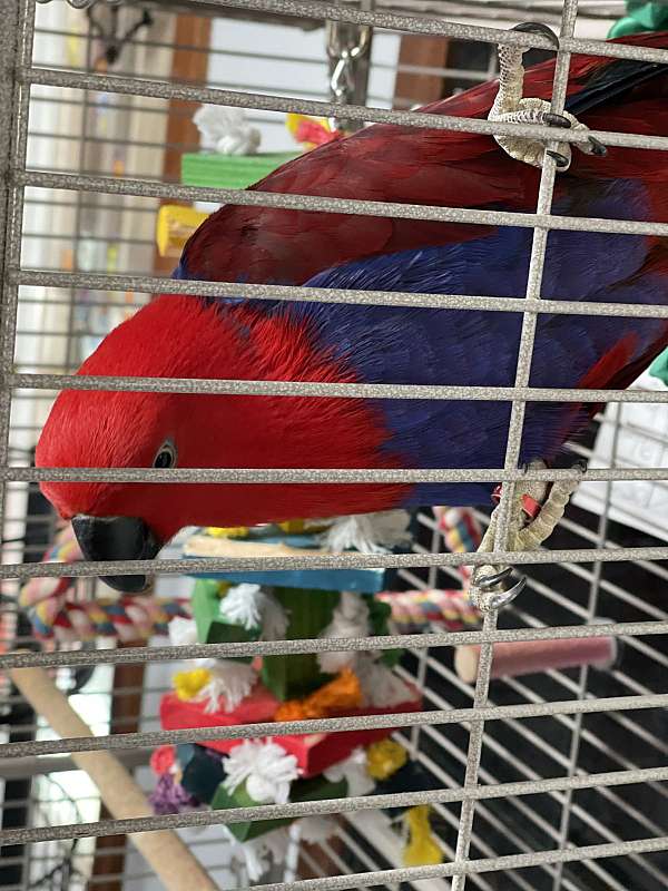 solomon-island-eclectus-parrots-for-sale