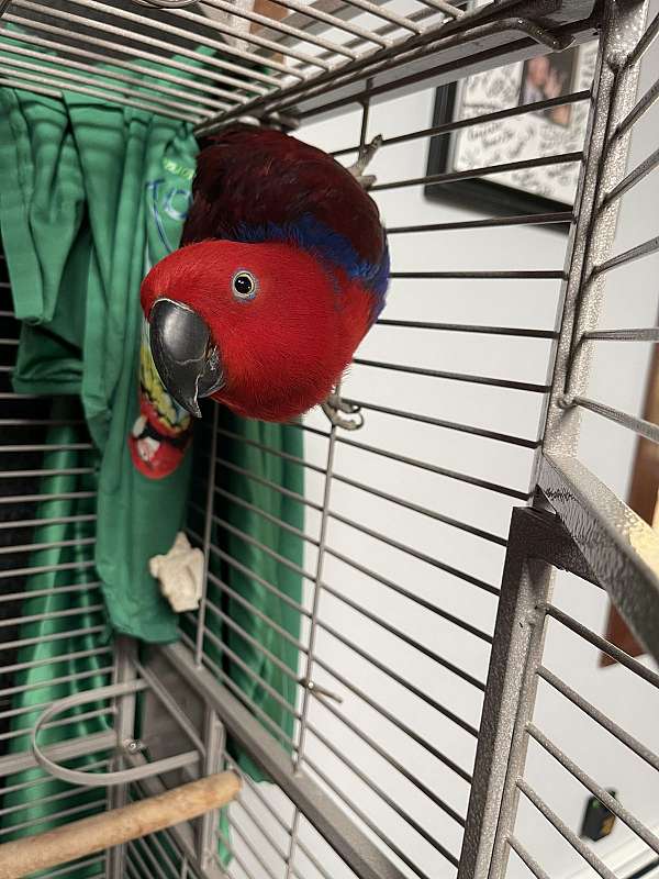 solomon-island-eclectus-parrots-for-sale-in-new-hampshire