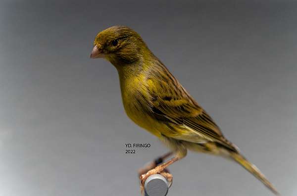 spanish-timbrado-canary-for-sale-in-florida