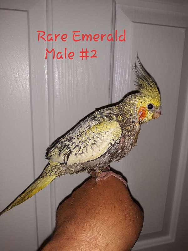 rare-bird-for-sale-in-mifflintown-pa