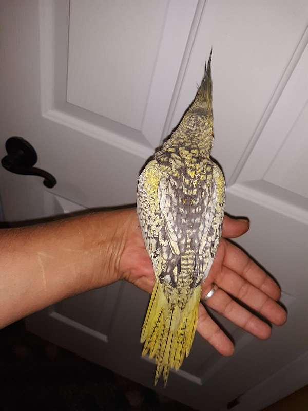 cockatiel-for-sale