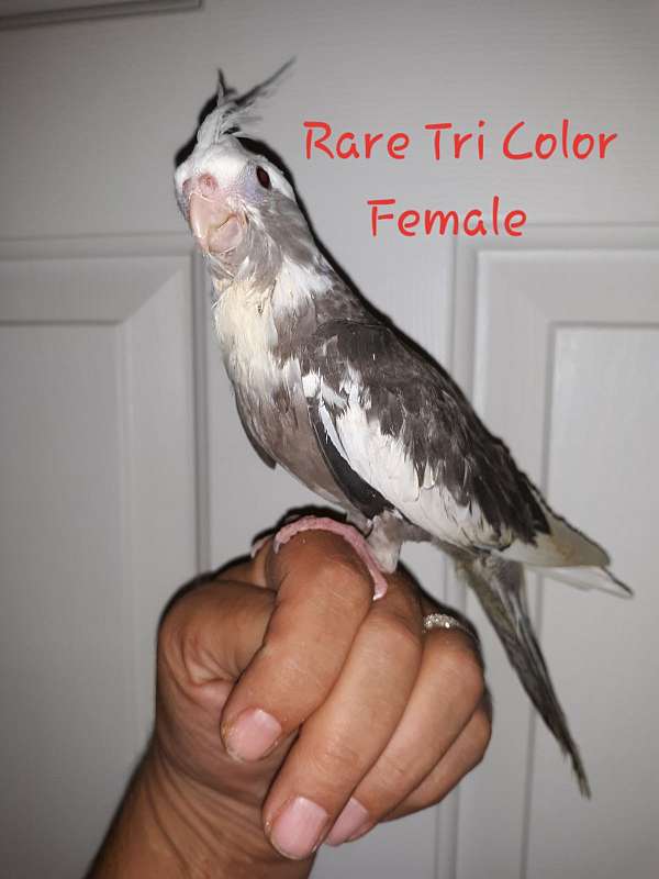female-bird-for-sale-in-mifflintown-pa
