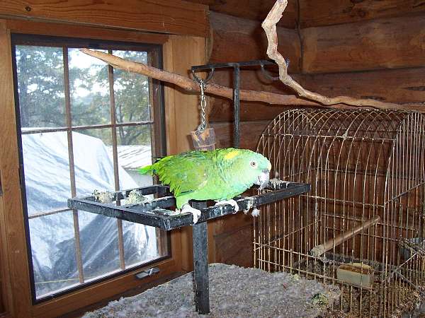 amazon-parrot-for-sale-in-foster-or