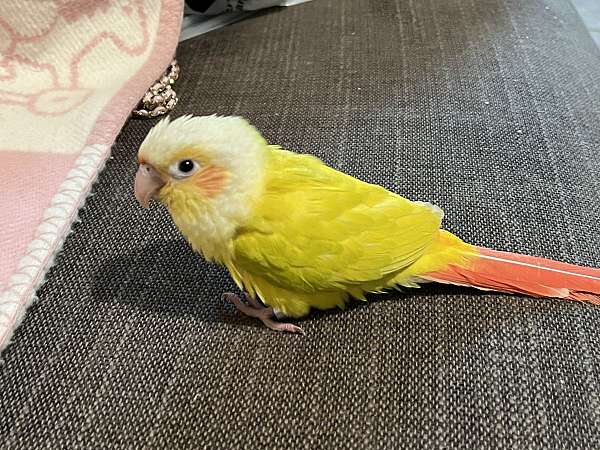 Handfeed suncheek conure