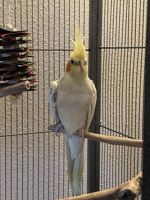 cockatiel-for-sale