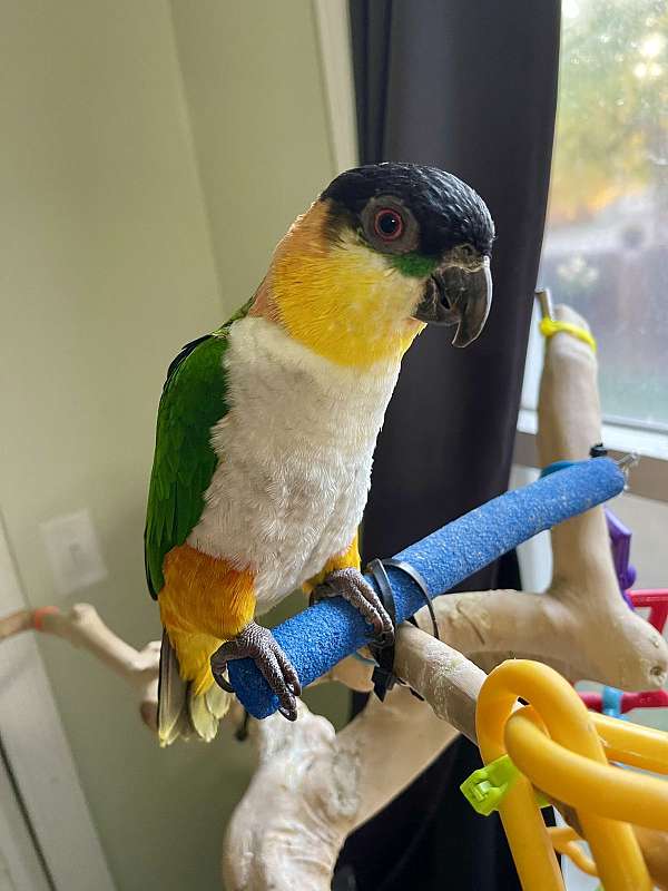 caique-for-sale-in-hammond-in