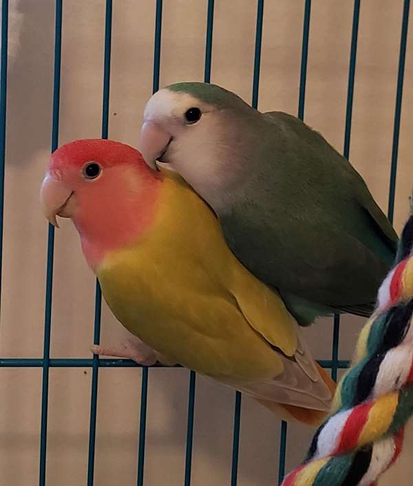 bonded-pair-homing-bird-for-sale