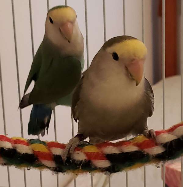 blue-bonded-pair-homing-bird-for-sale