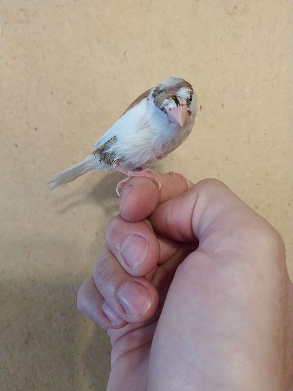 finch-for-sale