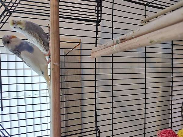 parakeet-for-sale-in-gray-tn
