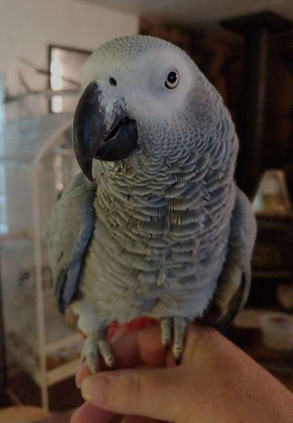 congo-african-grey-parrot-for-sale