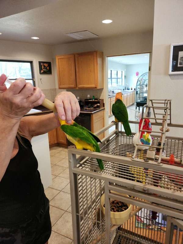 white-bellied-caique-for-sale-in-savannah-ga