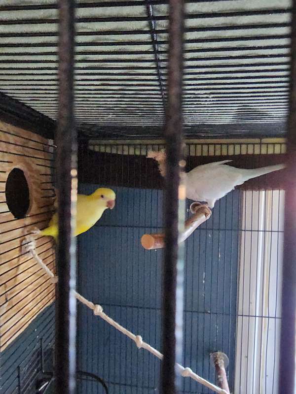 yellow-bird-for-sale-in-piqua-oh