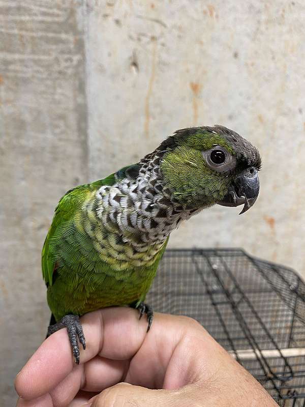playful-conure-black-capped-conure-for-sale