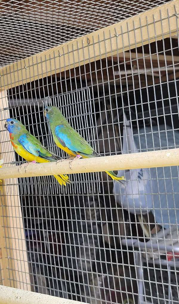 grass-parakeet-for-sale