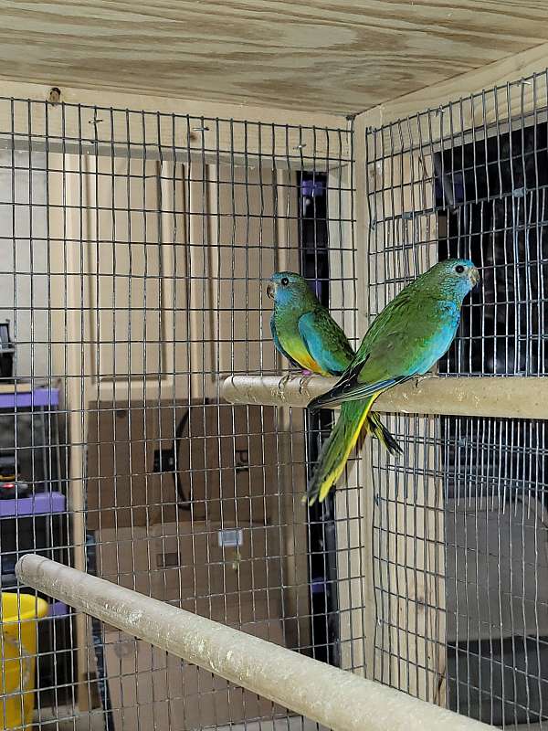 parakeet-for-sale