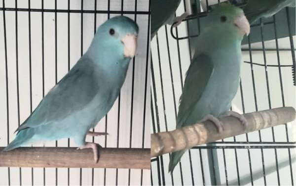 parrotlet-for-sale-in-dade-city-fl