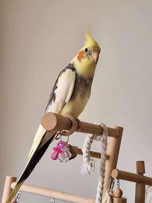 cockatiel-for-sale-in-northborough-ma