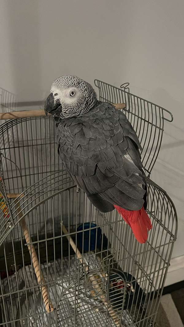 male-bird-for-sale
