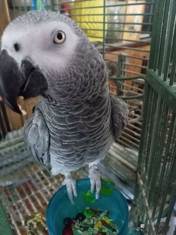 african-grey-parrot-for-sale-in-carthage-nc