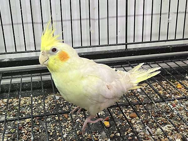 lutino-yellow-bird-for-sale-in-columbia-md