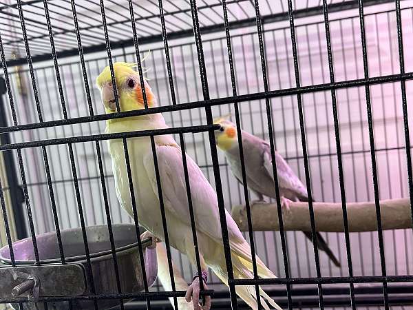 lutino-yellow-aggressive-tame-bird-for-sale