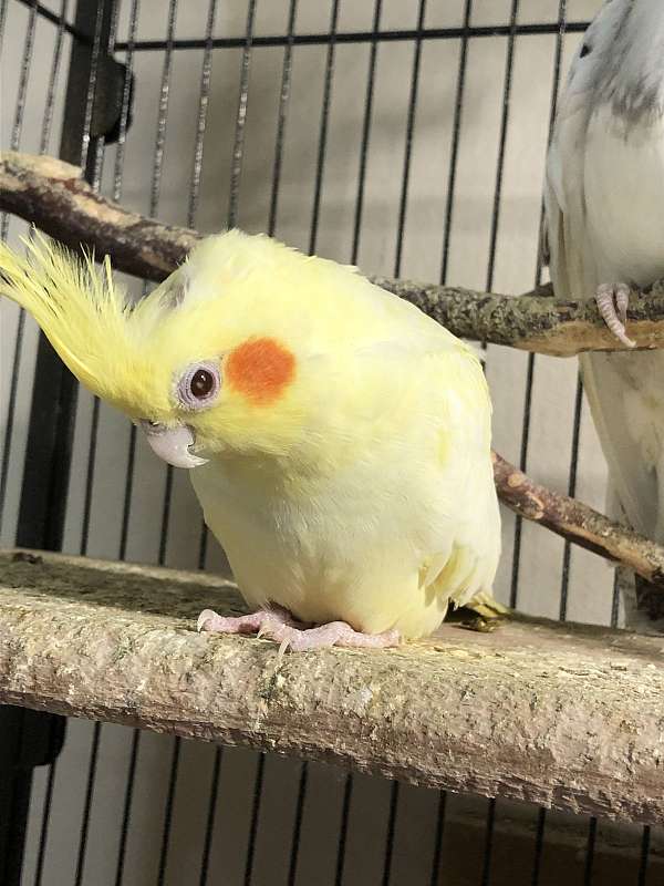pet-rare-female-bird-for-sale