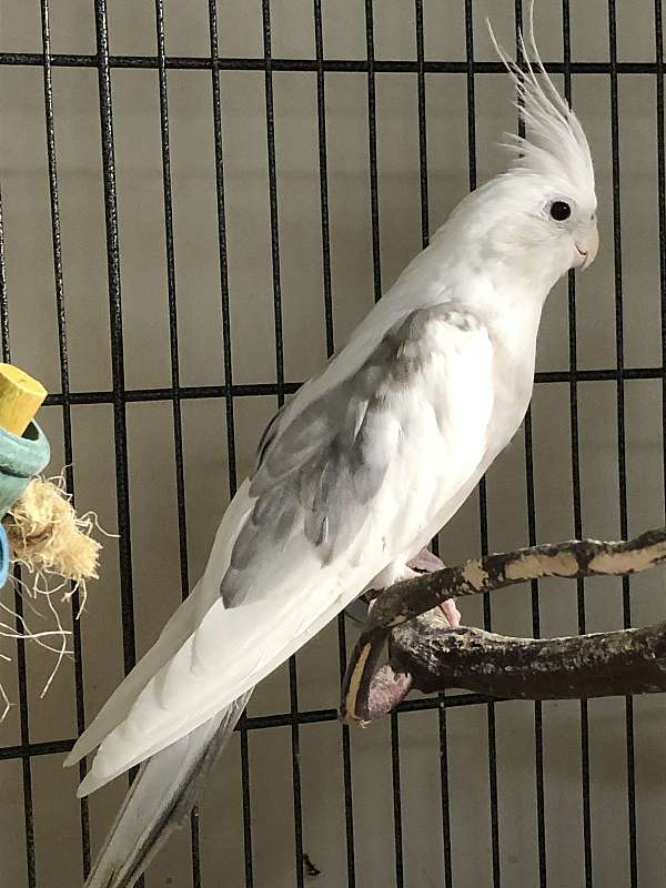 cockatiel-for-sale