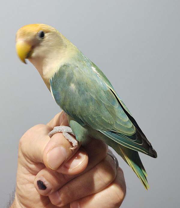 cute-bird-for-sale-in-franklin-pa
