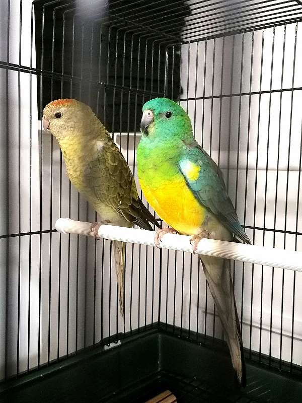 red-rumped-parakeet-for-sale