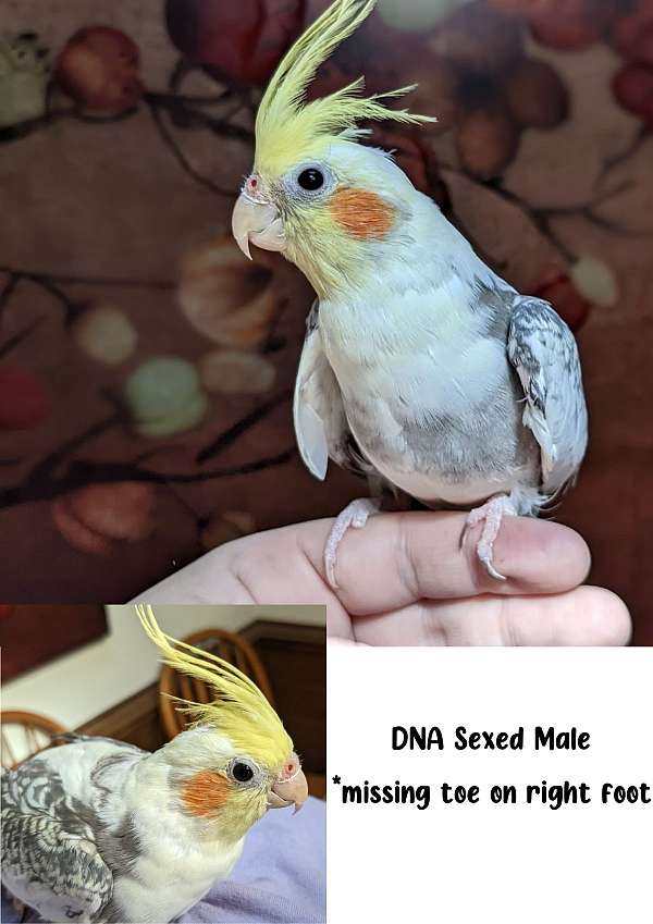 pearl-pied-bird-for-sale-in-chesterfield-va