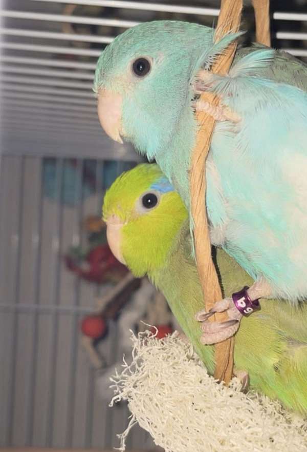 bonded-pair-bird-for-sale-in-haverhill-ma