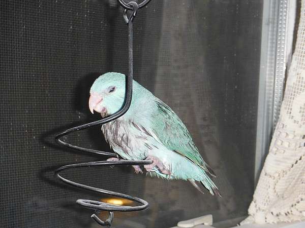 pastel-bird-for-sale-in-plymouth-ma